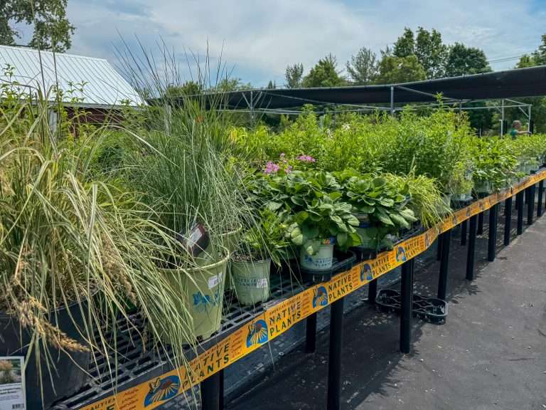 Table of native plants