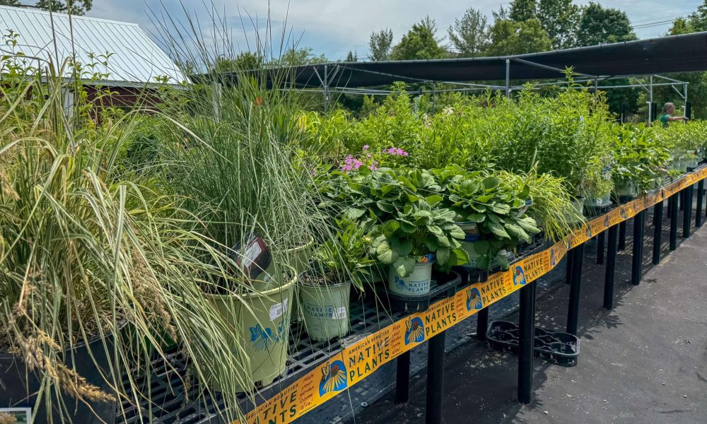 Table of native plants